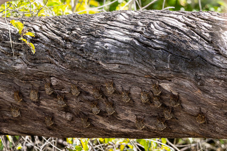 Bats on Log lamanai