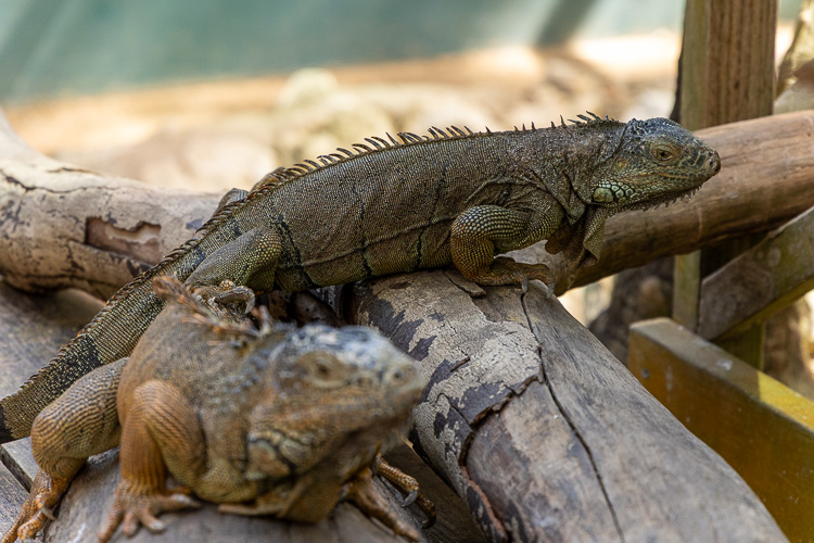 Green Iguana Conservation project