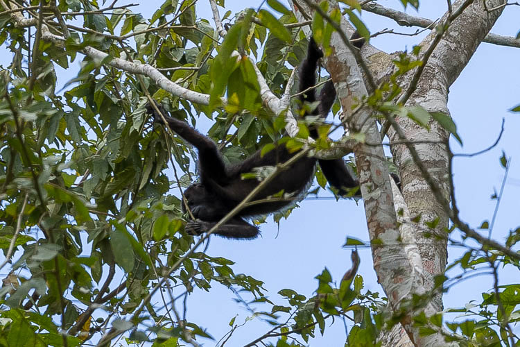 Howler Monkey in Lamanai