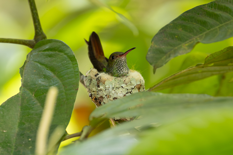 Hummingbird CBS Belize