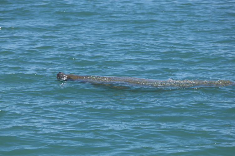 Manatee Belize