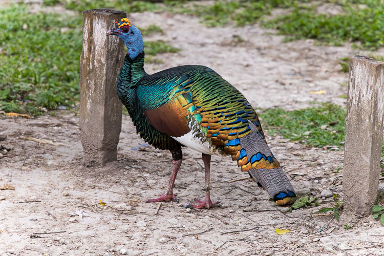 Ocellated Turkeys
