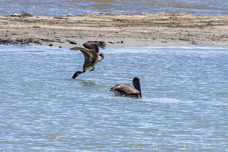 Pelicans Monkey River