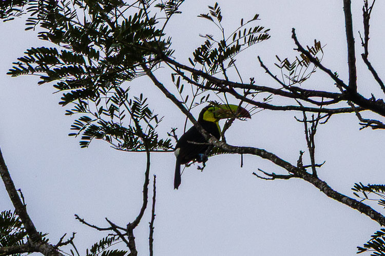 Toucan Cockscomb Basin Belize