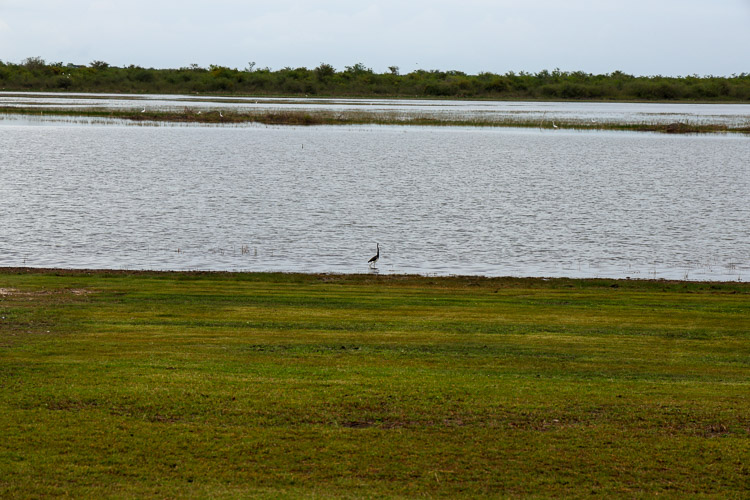 View of Crooked Tree Lagoon