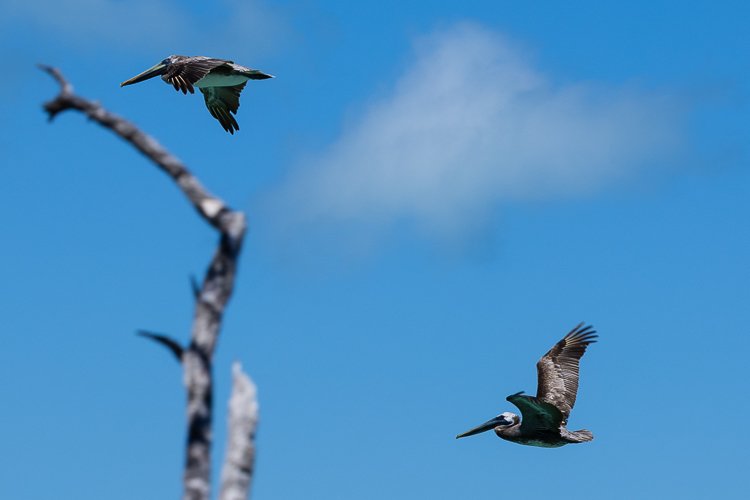 Pelicans Caye Caulker