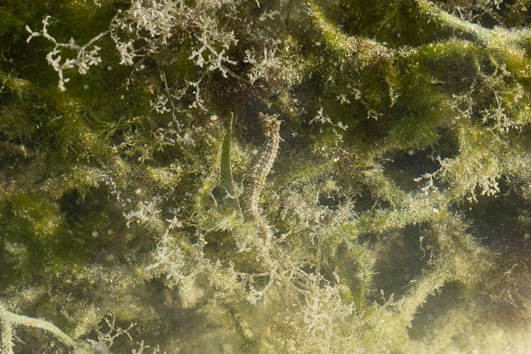 Seahorse Caye Caulker