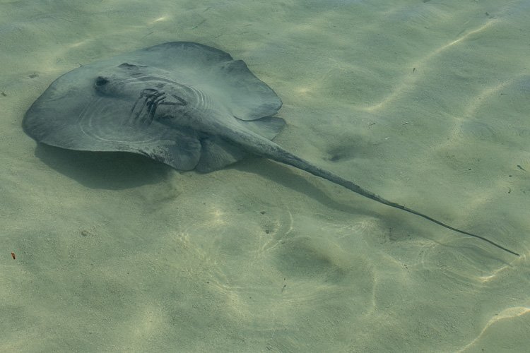 Stingrays Caye Caulker