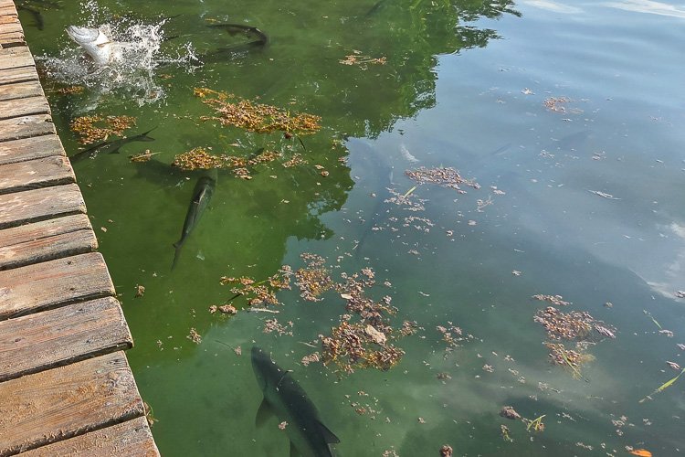 Tarpon Feeding Caye Caulker