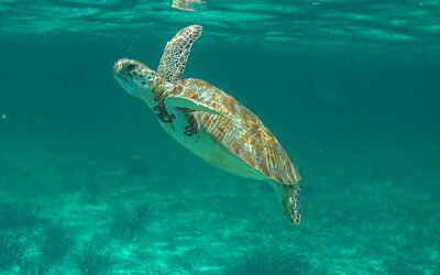 4 days in Caye Caulker, Belize