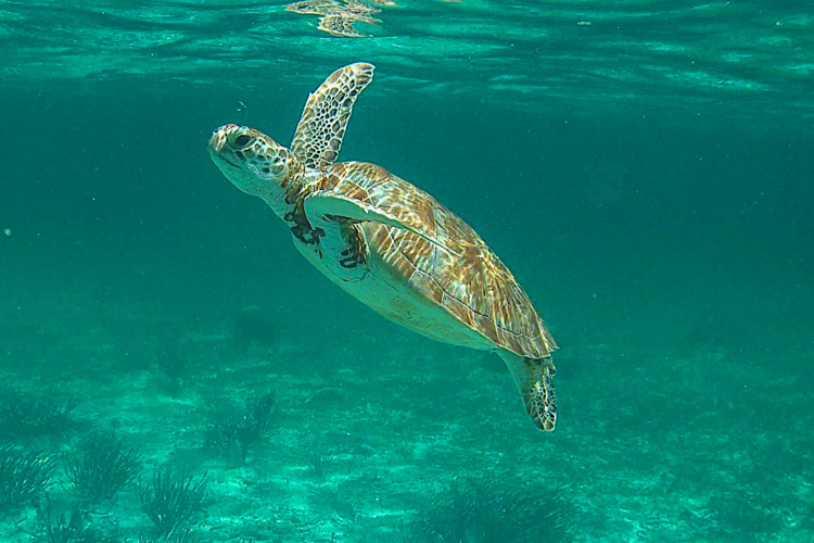 Turtle at Caye Caulker, Belize
